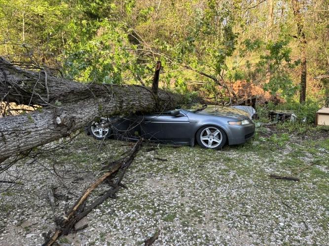 Tree on Car - Jonathan Parkison.jpg