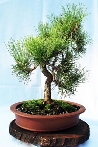 Local Man Raises Bonsai From Native Plants News Lakegastongazette Observer Com