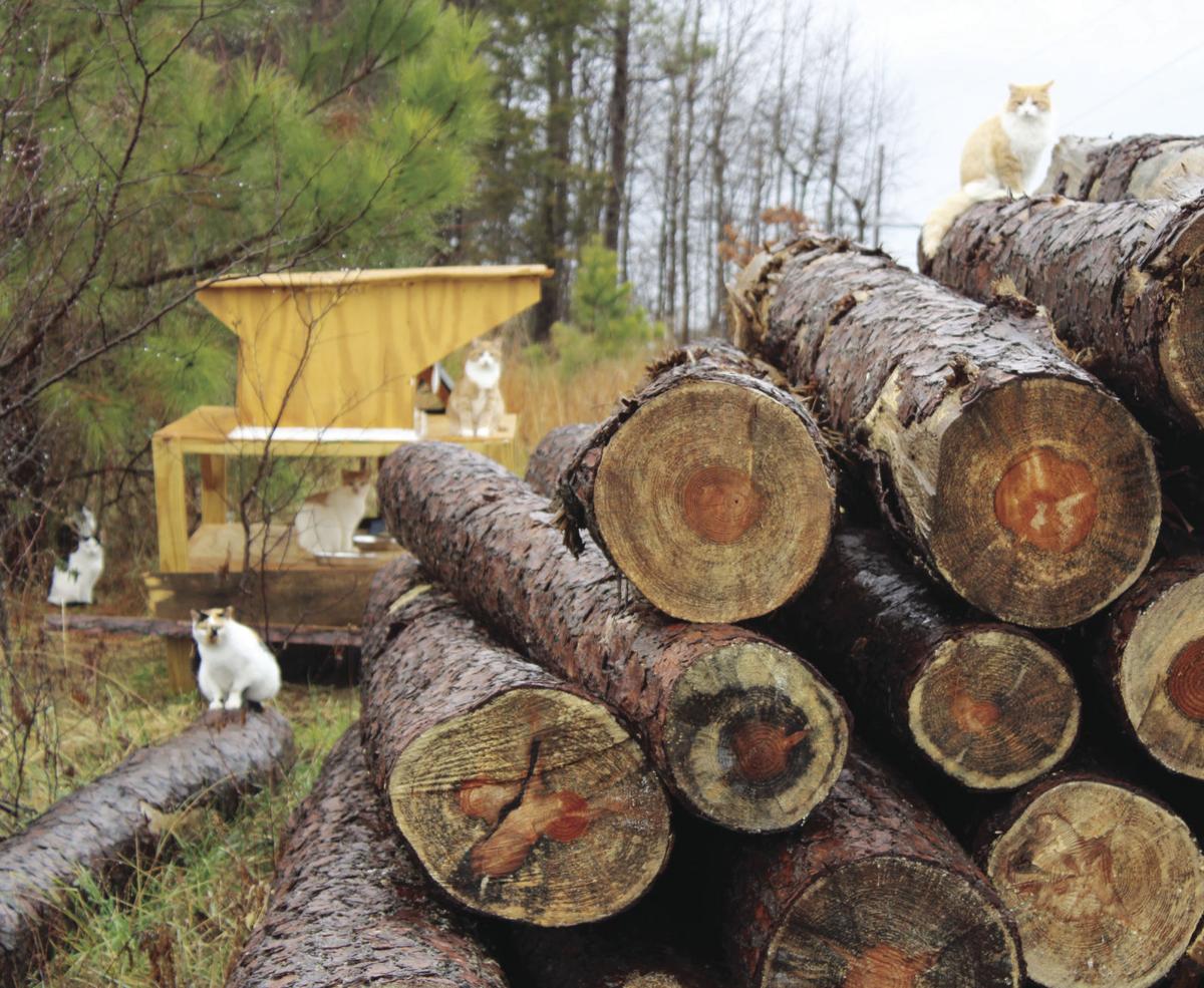 Mornin Wood Forest Products Turns Locally Sourced Logs Into