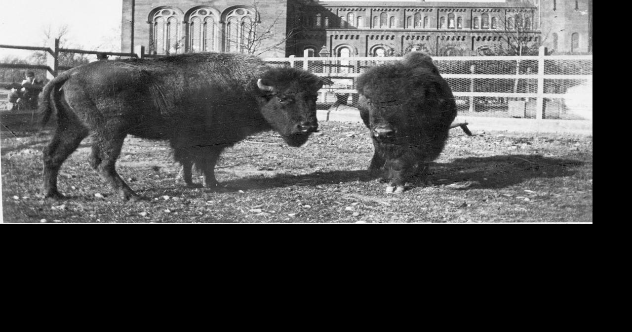 American Bison Return to the National Mall