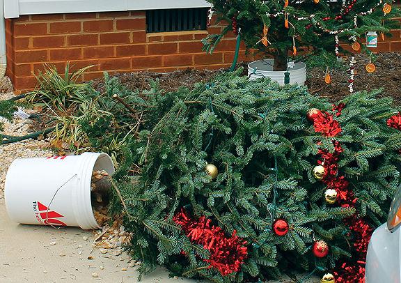 recently the grinch was suspected of vandalizing christmas trees in the enchanted forest on display at the lake gaston regional chamber - Enchanted Forest Christmas Trees recently the grinch was suspected of vandalizing christmas trees in the enchanted forest on display at the lake gaston regional chamber - Enchanted Forest Christmas Trees