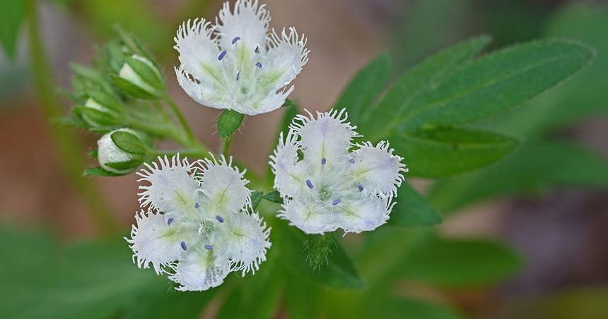 Spring guided trips showcasing Virginia natural heritage resources planned 