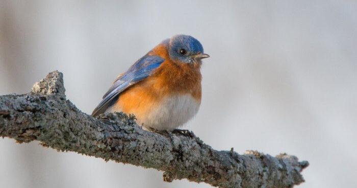 Hungry Mother State Park opens registration for new birding festival - Vimarsana News