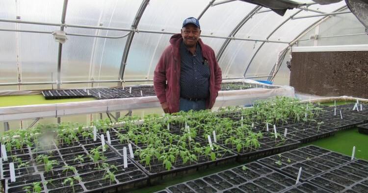 Plants are growing in the greenhouse - Vimarsana News