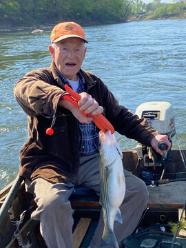 Roanoke River shad run is going great guns in NE North Carolina