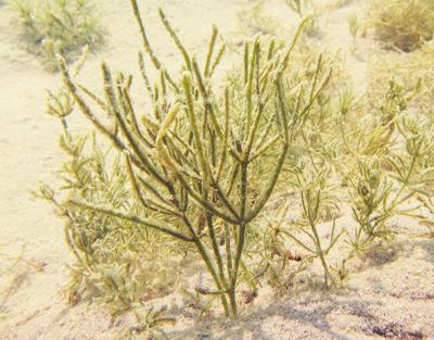 Starry stonewort
