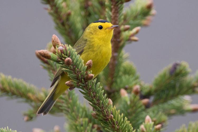 Warbler in pine tree