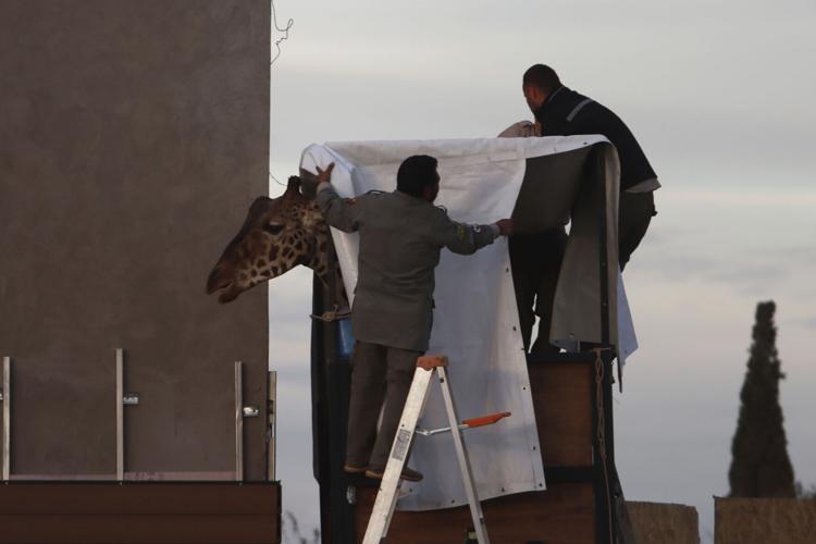 Mexico Saving Benito the Giraffe