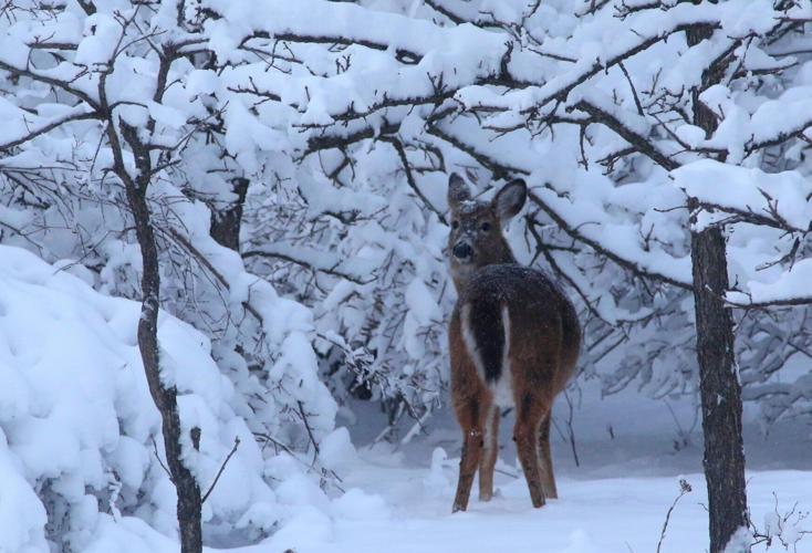 Chronic wasting disease