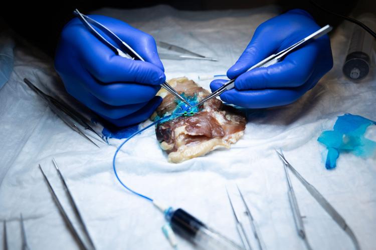 Ukrainian surgeons practice repairing blood vessels in a chicken thigh with microsurgery, using blue dye to better see the vessels, at the UW Microsurgery Regenerative Medicine Lab in Madison. The plastic surgery division hosted six Ukrainian frontline tra