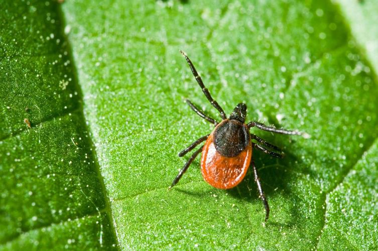 Deer tick