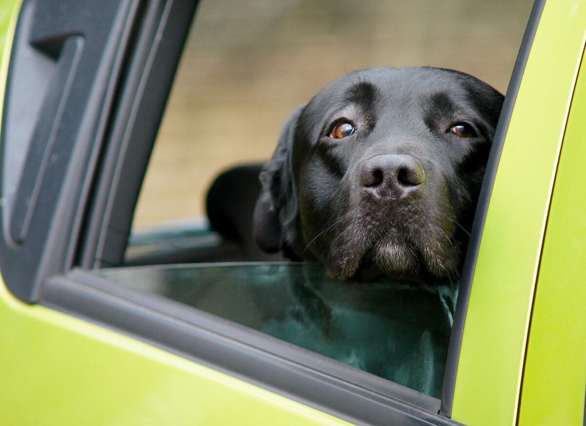 Heads up! To avoid danger, keep your dog’s head inside the car  - Image