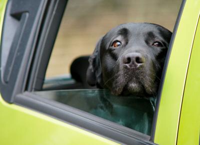 Heads up! To avoid danger, keep your dog’s head inside the car  - Image