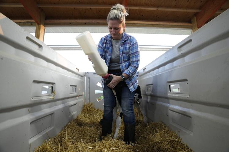 Livestock Heat Stress
