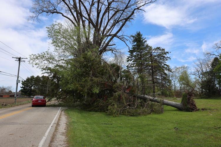 Tree in the road