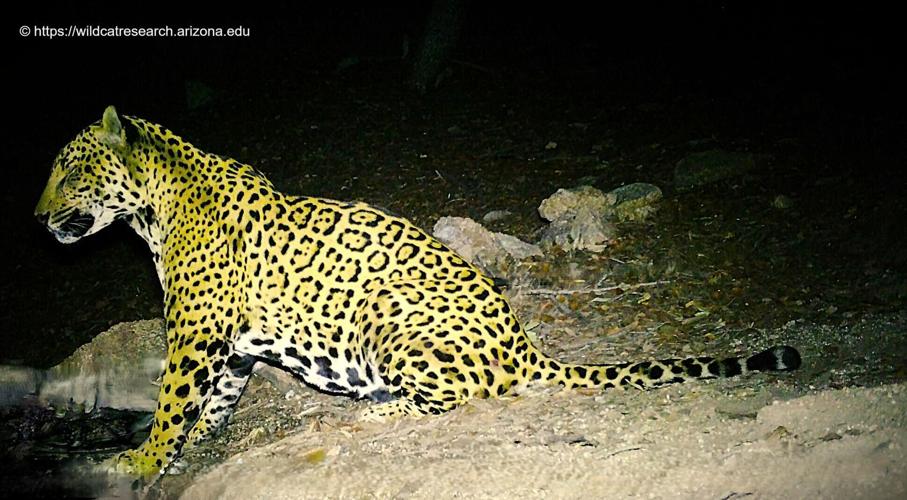 BioBlitzers catalog wildlife in U.S., Mexico as walls go up along border