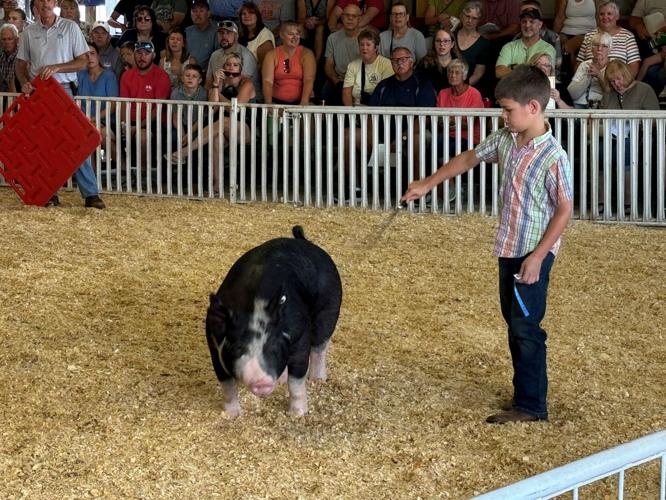 Junior Swine competition - 2nd Place