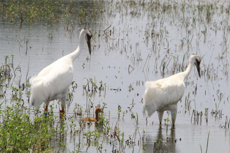 Whooping Cranes Louisiana