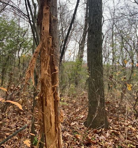 Traditional gun-deer season opens