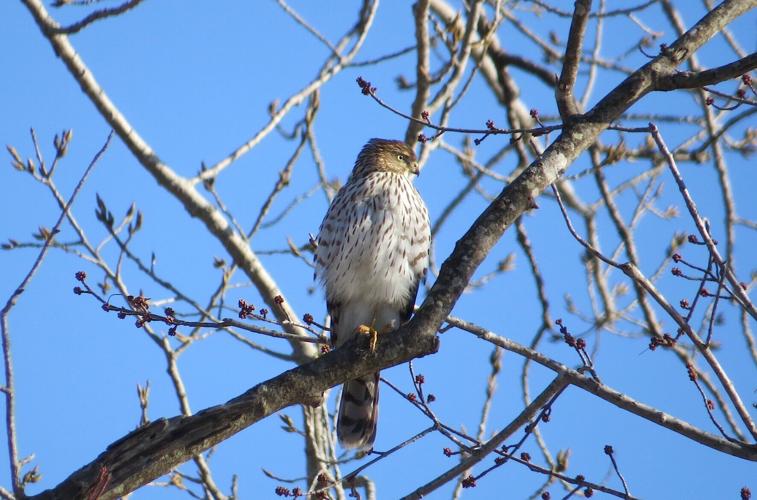 Cooper's Hawk juv. WSCA 12-16-18 (2).jpg