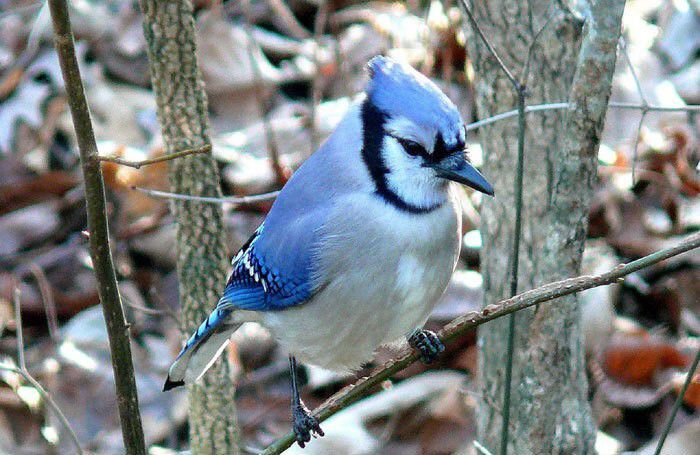 Blue Jay