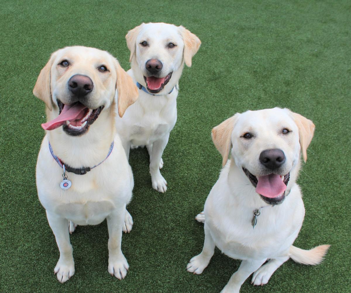 3 doggiie reunion pic