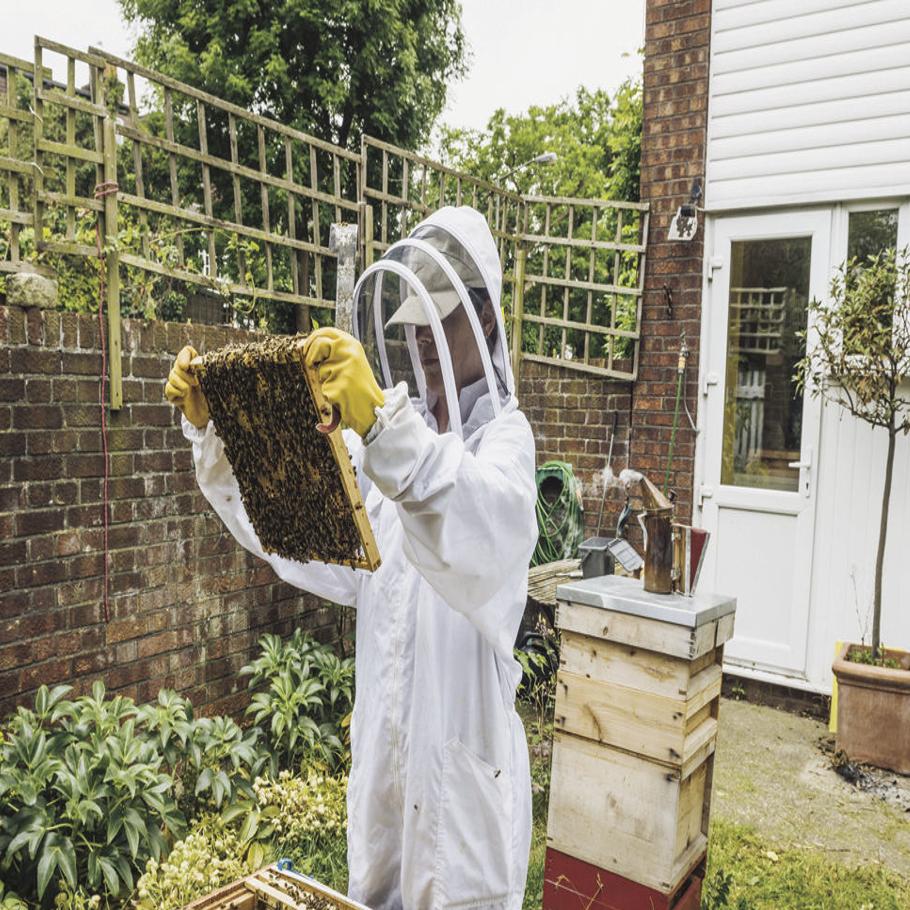 Saving Bees One Hive At A Time The Basics Of Backyard Beehives
