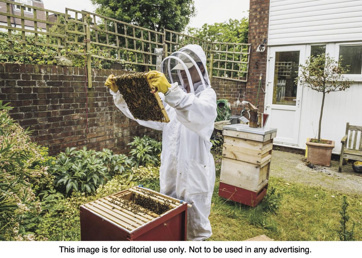 Saving Bees One Hive At A Time The Basics Of Backyard Beehives