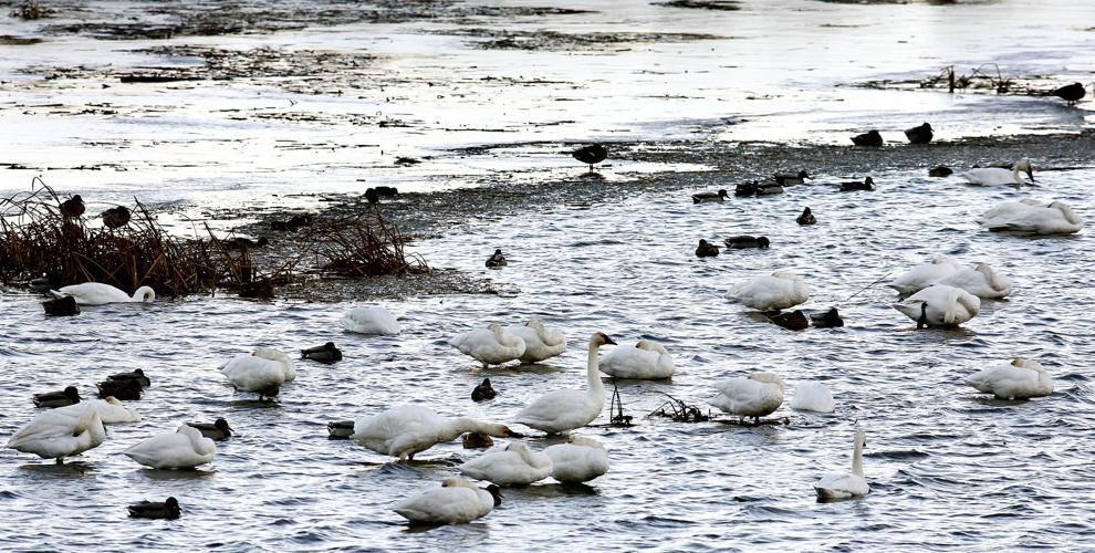 Tundra Swans