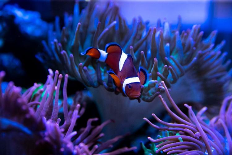 Big Kahuna Tropical Fish