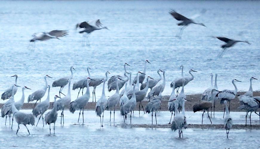 Crane Count