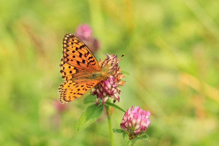 SCIENCE-BUTTERFLY/