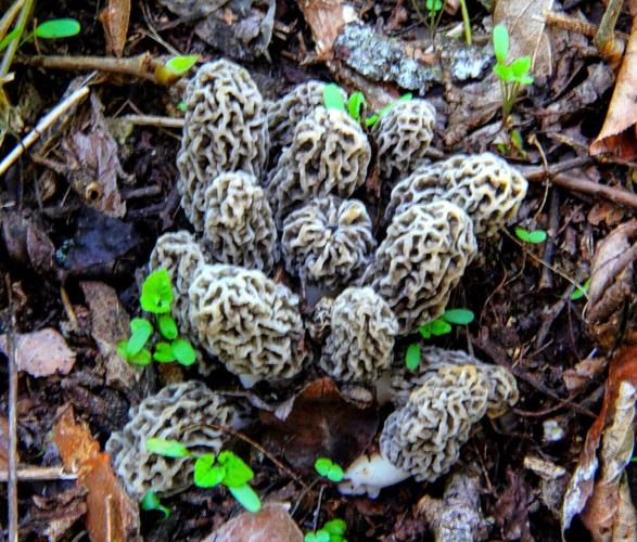 Morel mushrooms