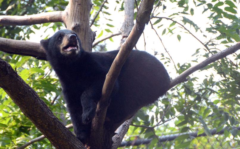 072121-bara-news-zoo3