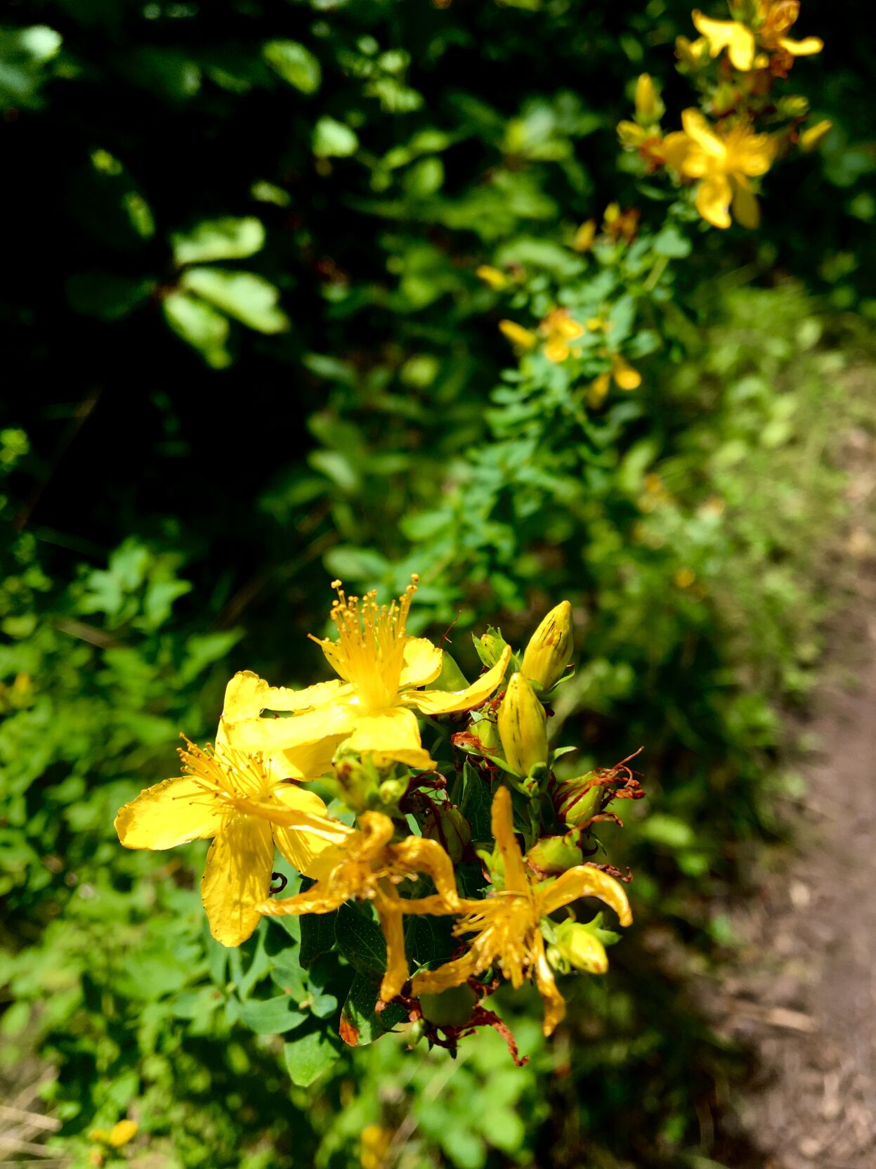 St. John's Wort blooming along the Ice Age National Scenic Trail