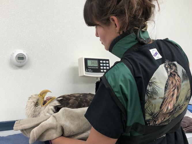 Fellow Mortals Wildlife Hospital, bald eagle