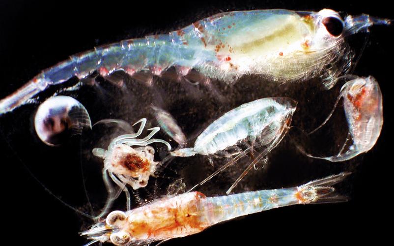 Zooplankton up close