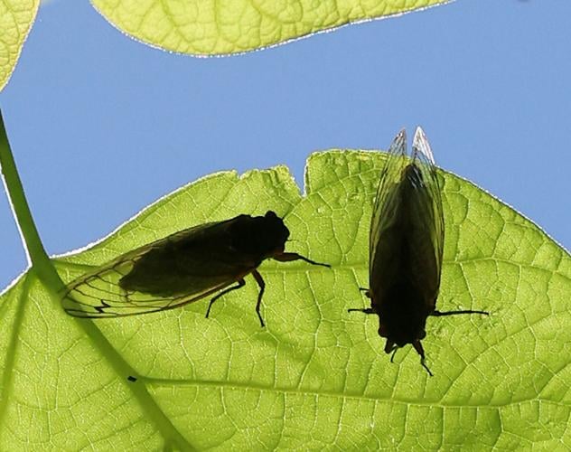 A cicada rests on a leaf in downtown Lake Geneva