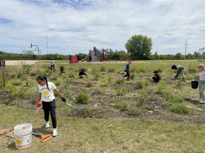 Somers Elementary students in pollinator patch