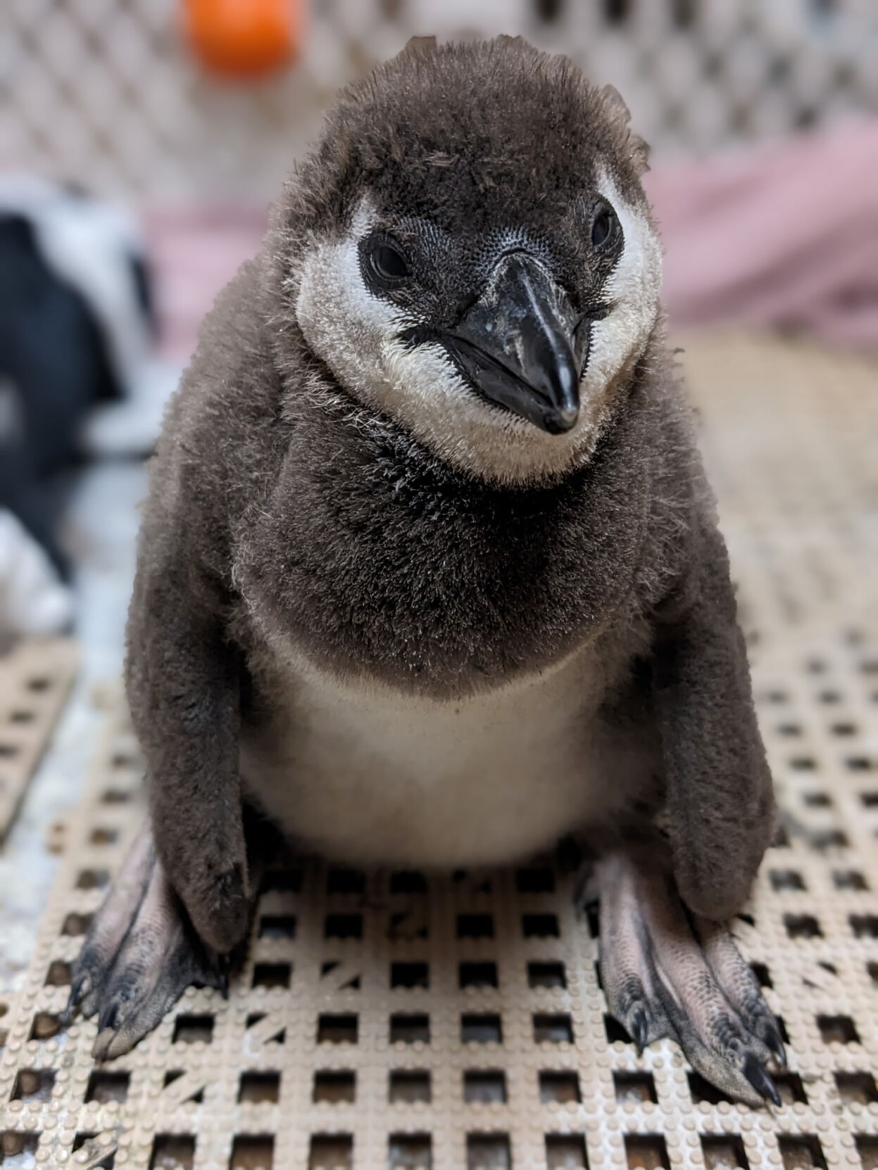 Baby African penguin 1