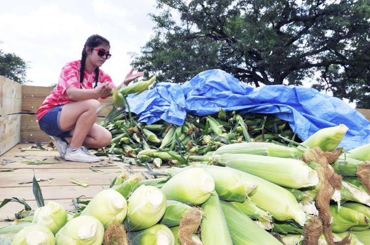 Sorting through corn at 2019 Corn & Bratwurst Festival