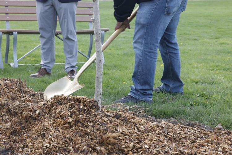 Arbor Day tree planting