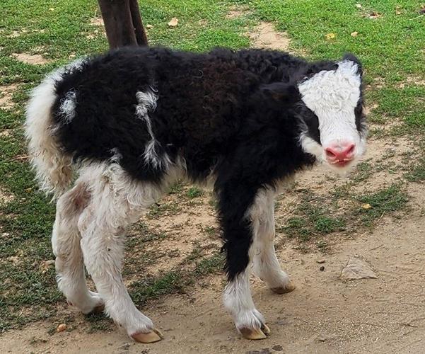 Yak calf at Safari Lake Geneva