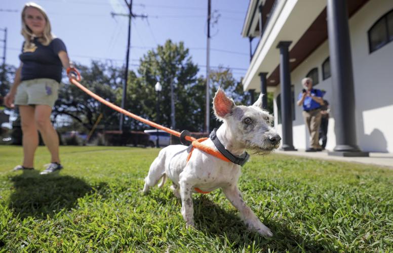 New Orleans Viral Fugitive Dog