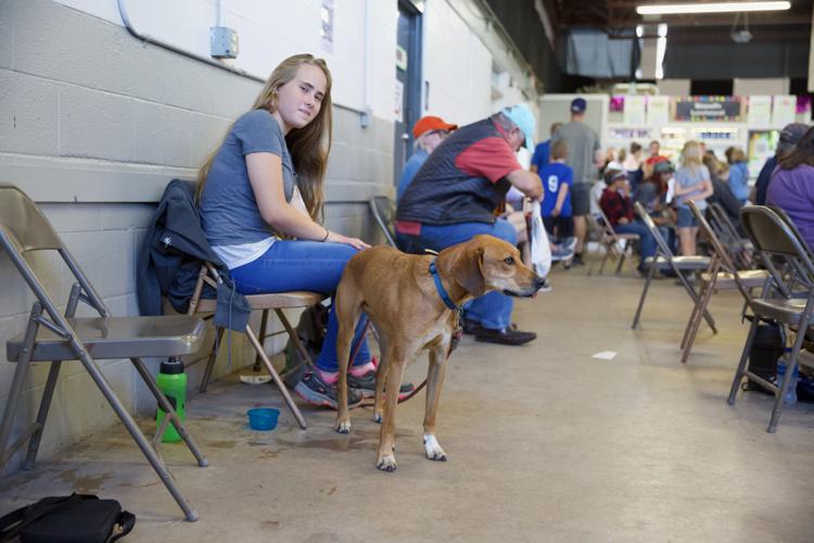 Dog obedience at Walworth County Fair