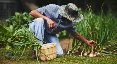 Issue No. 10: At-home agriculture in southern Alabama