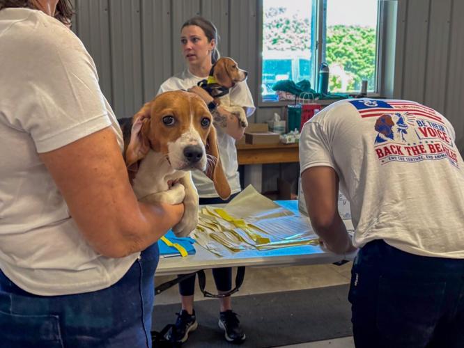 Ridglan beagle prepares for check-up