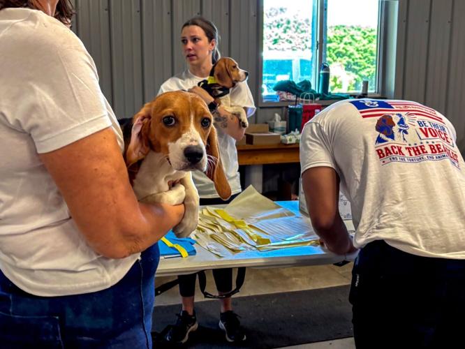 Ridglan beagle prepares for check-up