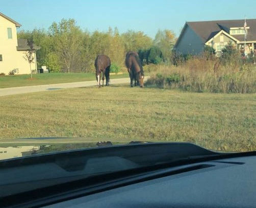 Horses grazing