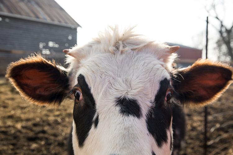 Cow7